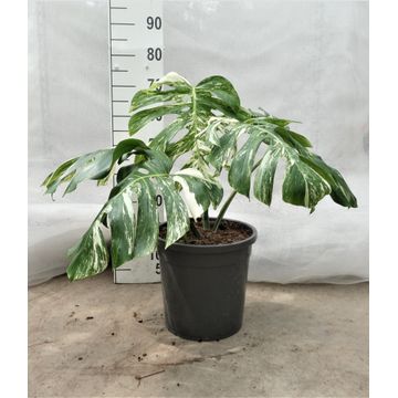 Monstera deliciosa Variegata
