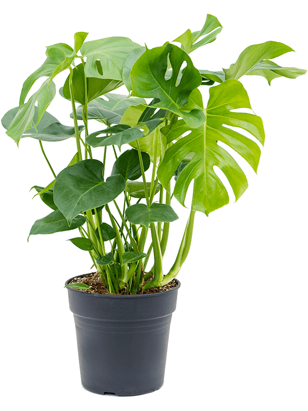 
                  
                    Monstera deliciosa
                  
                