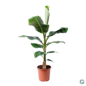 
                  
                    Bananier Musa Dwarf Cavendish
                  
                