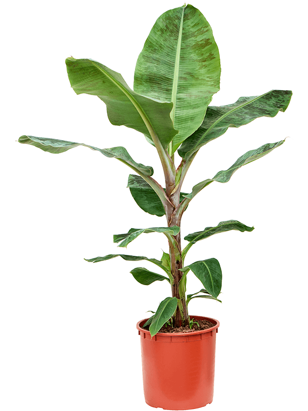
                  
                    Bananier Musa Dwarf Cavendish
                  
                