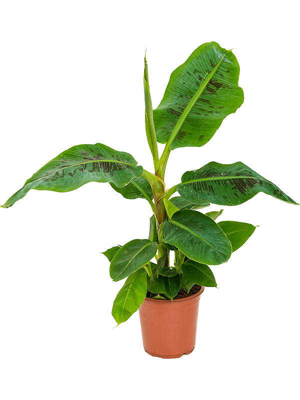 
                  
                    Bananier Musa Dwarf Cavendish
                  
                