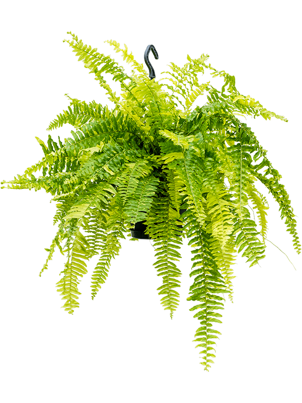 Nephrolepis exaltata Tiger fern