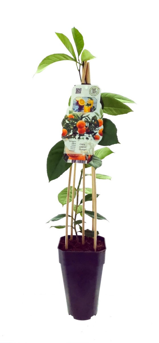
                  
                    Oranger citrus Sinensis Arancio Sicilien
                  
                