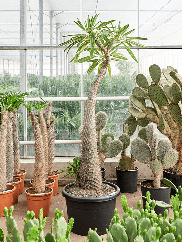 
                  
                    Pachypodium lamerei
                  
                