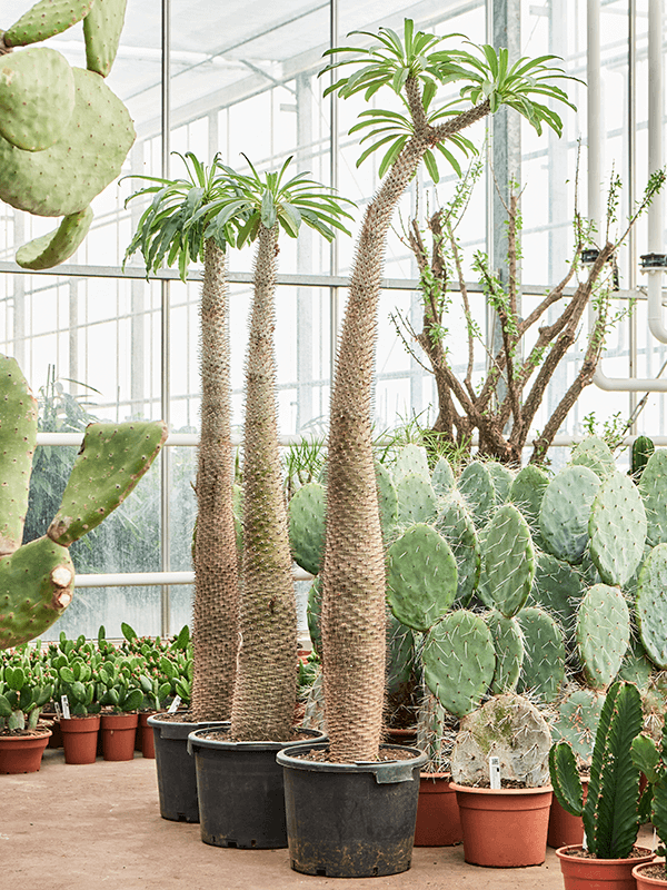 
                  
                    Pachypodium lamerei
                  
                