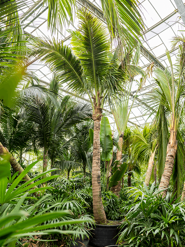 
                  
                    Cocotier coco nucifera
                  
                