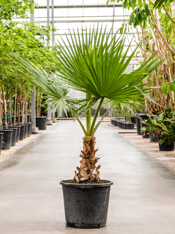 Washingtonia robusta