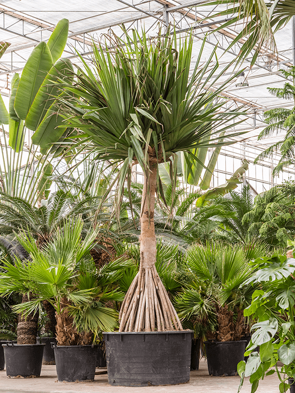 Pandanus utilis