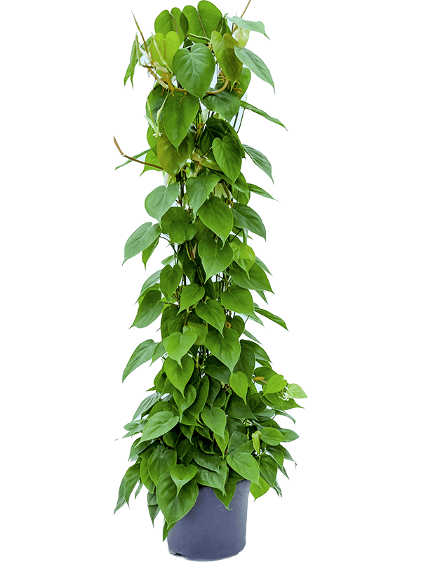 
                  
                    Philodendron scandens
                  
                