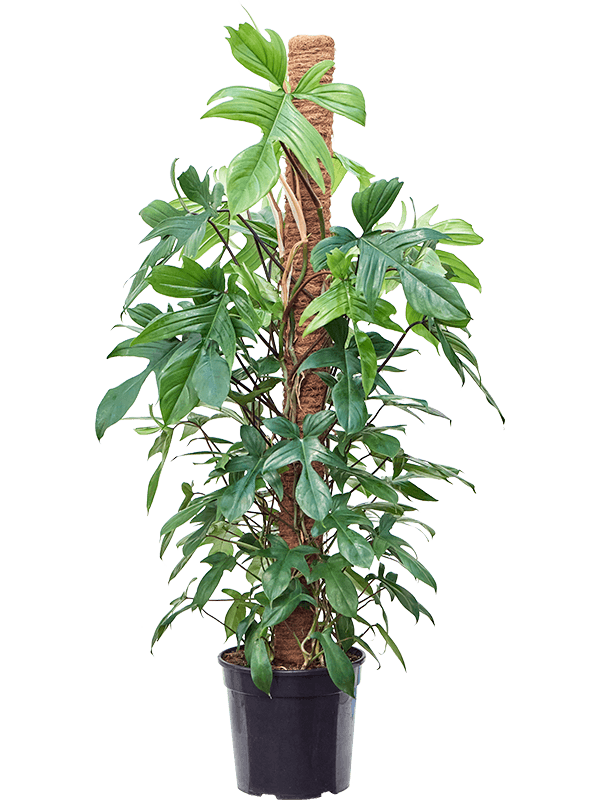 
                  
                    Philodendron Florida Green
                  
                