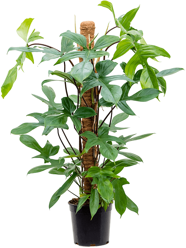 
                  
                    Philodendron Florida Green
                  
                