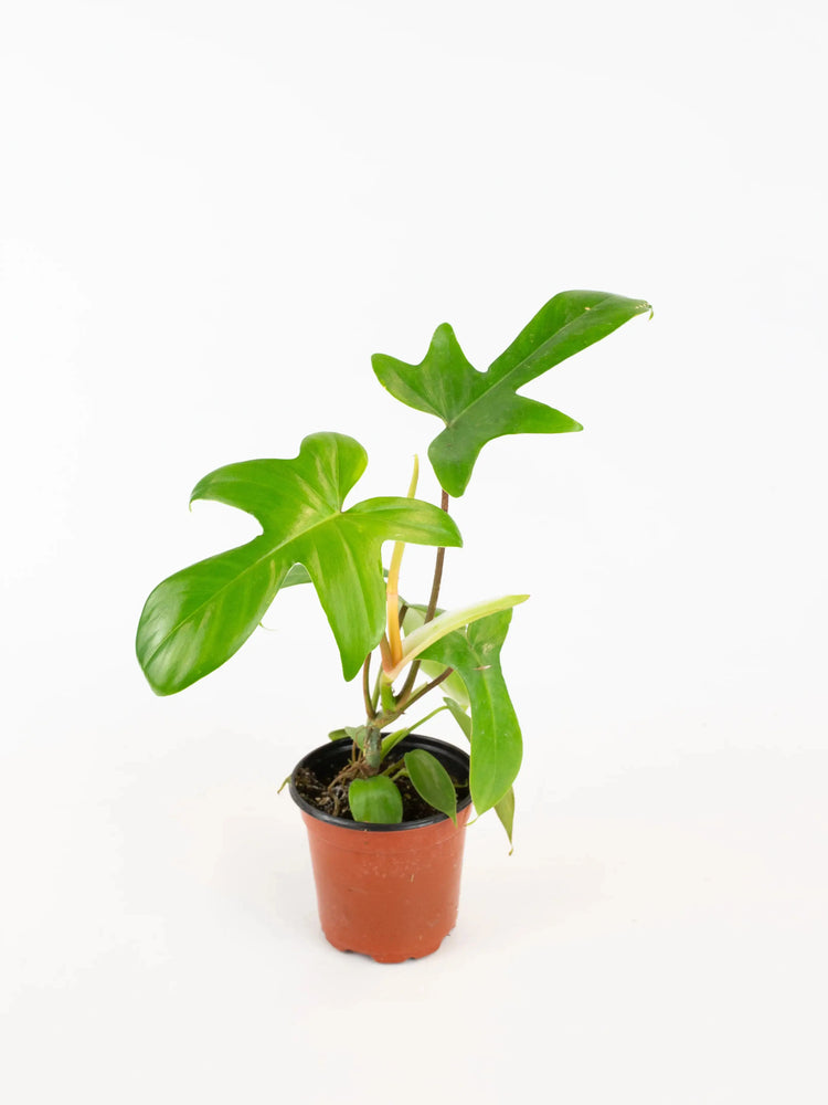 
                  
                    Philodendron Florida Green
                  
                