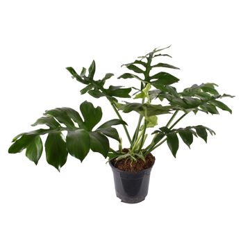 
                  
                    Philodendron Mayoi
                  
                