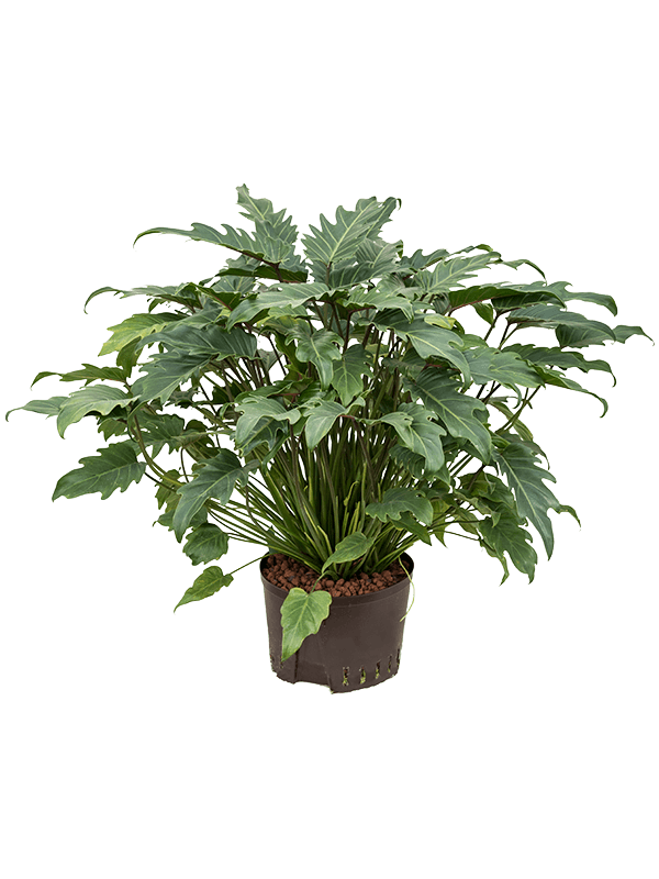 
                  
                    Philodendron Xanadu
                  
                