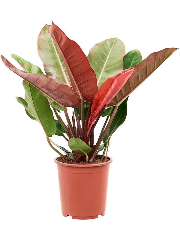Philodendron Prince of orange