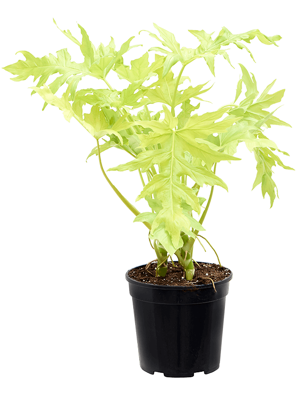 Philodendron selloum Gold