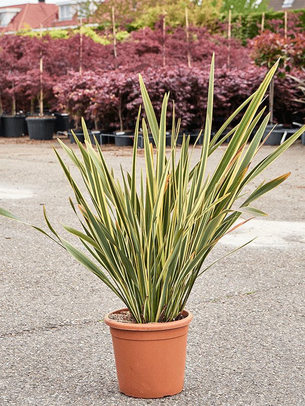 Phormium tenax variegata