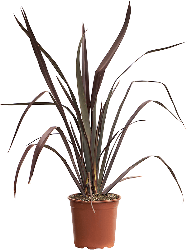 
                  
                    Phormium tenax 'Atropurpureum'
                  
                