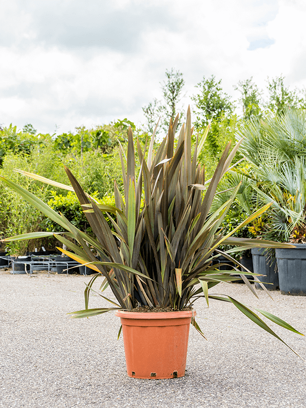 
                  
                    Phormium tenax 'Atropurpureum'
                  
                