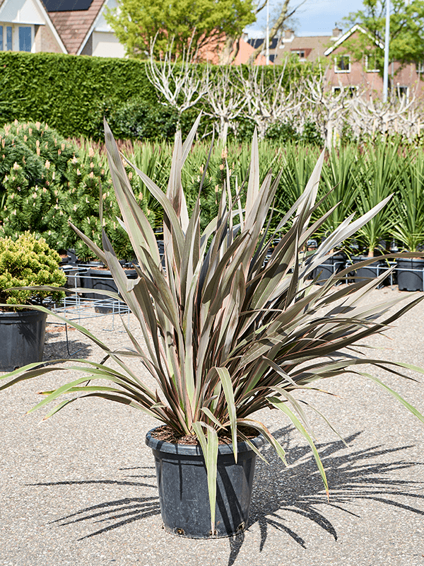 
                  
                    Phormium tenax 'Pink Stripe'
                  
                