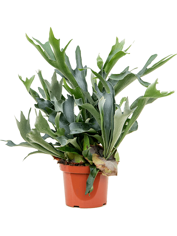 
                  
                    Platycerium bifurcatum fougère corne d'élan
                  
                
