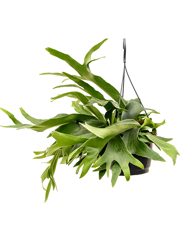 
                  
                    Platycerium bifurcatum fougère corne d'élan
                  
                