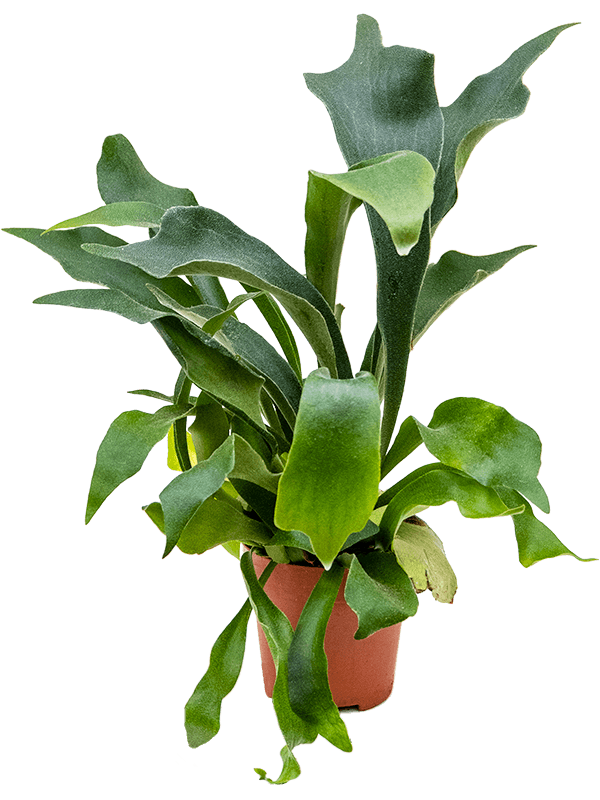 
                  
                    Platycerium bifurcatum fougère corne d'élan
                  
                