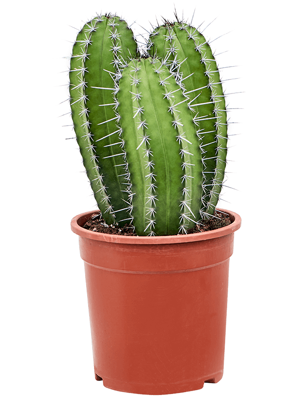 
                  
                    Cactus Polaskia chichipe.
                  
                