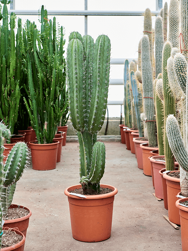 
                  
                    Cactus Polaskia chichipe
                  
                