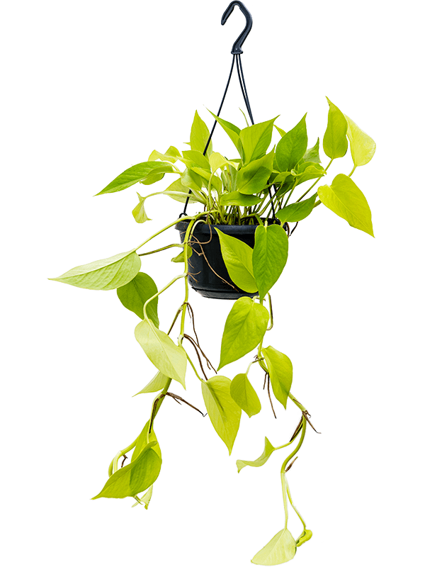 
                  
                    Pothos neon golden Scindapsus (Epipremnum)
                  
                