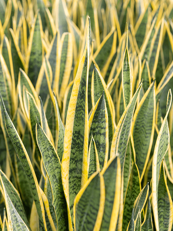 
                  
                    Sansevieria trifasciata 'Laurentii'
                  
                
