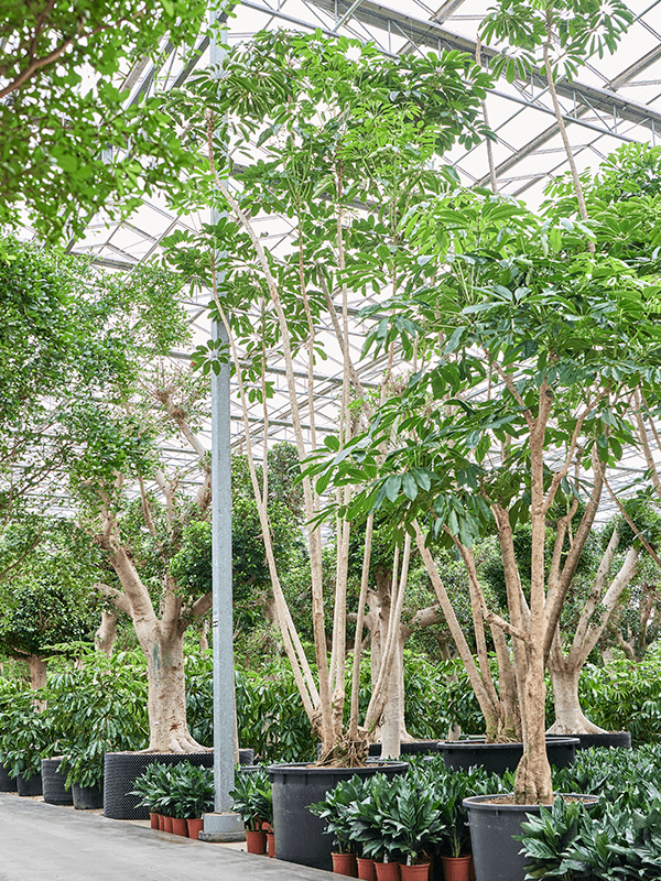 arbre-parapluie schefflera arboricola Schefflera actinophylla Amate
