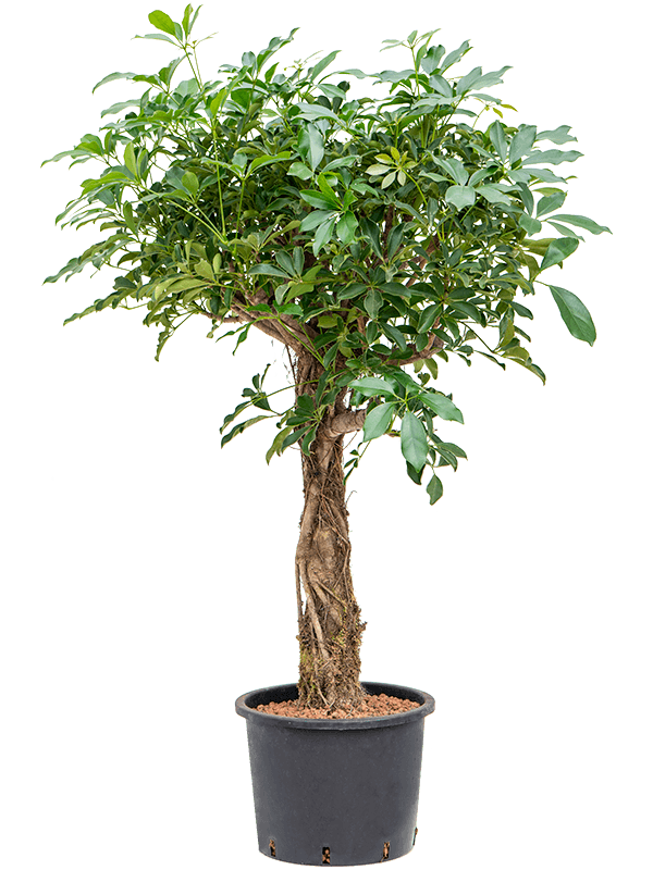 
                  
                    Schefflera arboricola 'Compacta'
                  
                