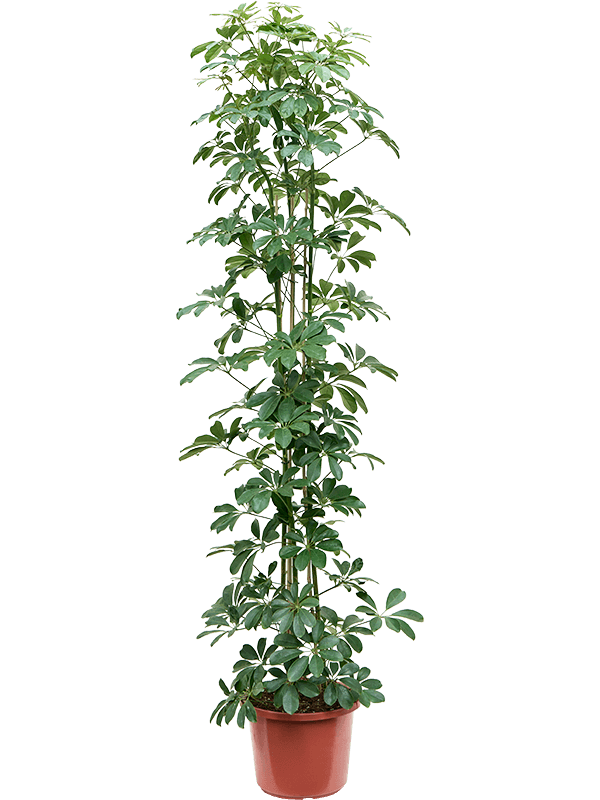 
                  
                    Schefflera arboricola 'Compacta'
                  
                
