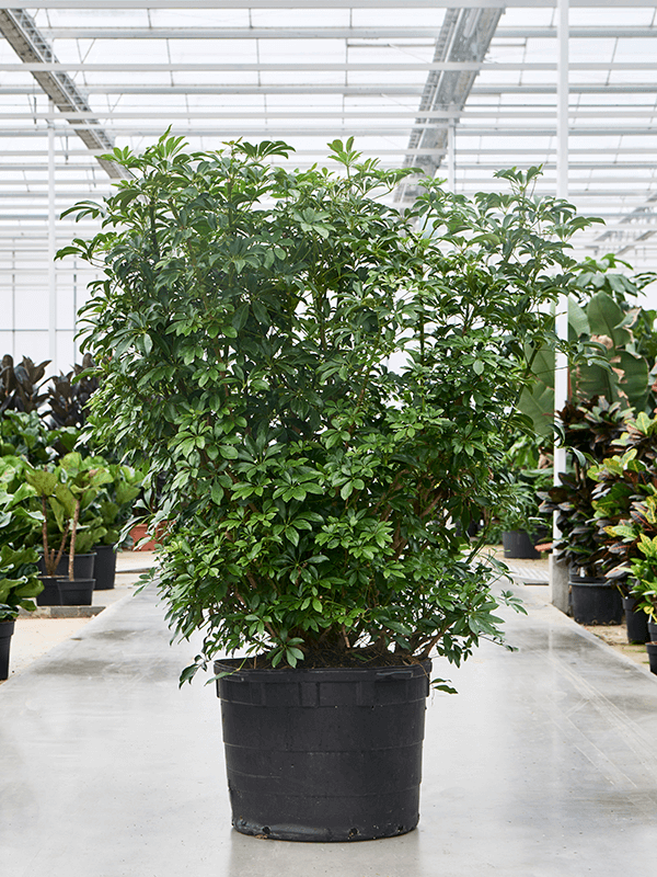 
                  
                    Schefflera arboricola 'Compacta'
                  
                