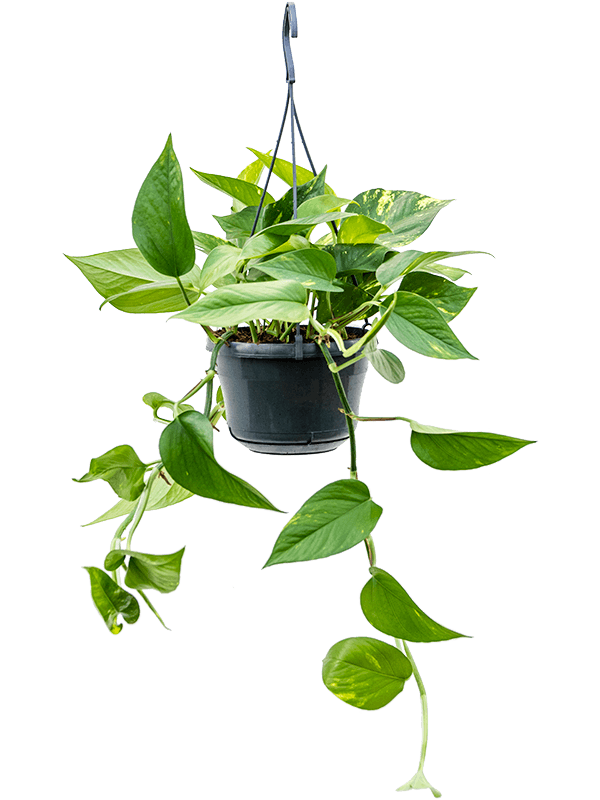 
                  
                    Pothos Scindapsus (Epipremnum) 'Aureum'
                  
                