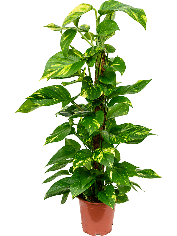
                  
                    Pothos Scindapsus (Epipremnum) 'Aureum'
                  
                