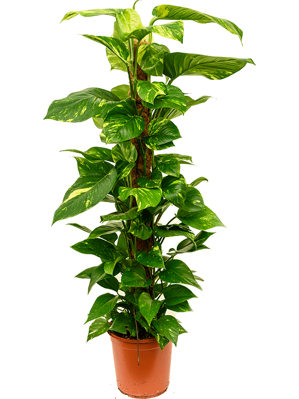 
                  
                    Pothos Scindapsus (Epipremnum) 'Aureum'
                  
                