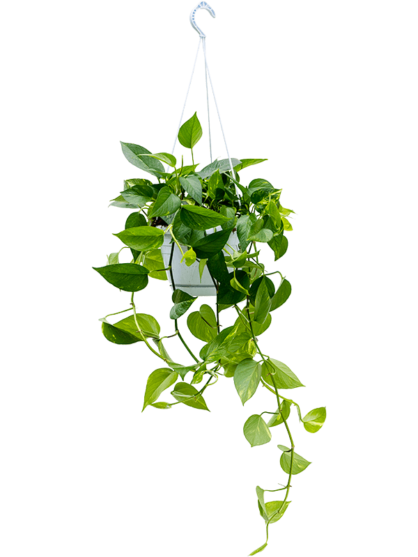 Pothos Scindapsus (Epipremnum) 'Aureum'
