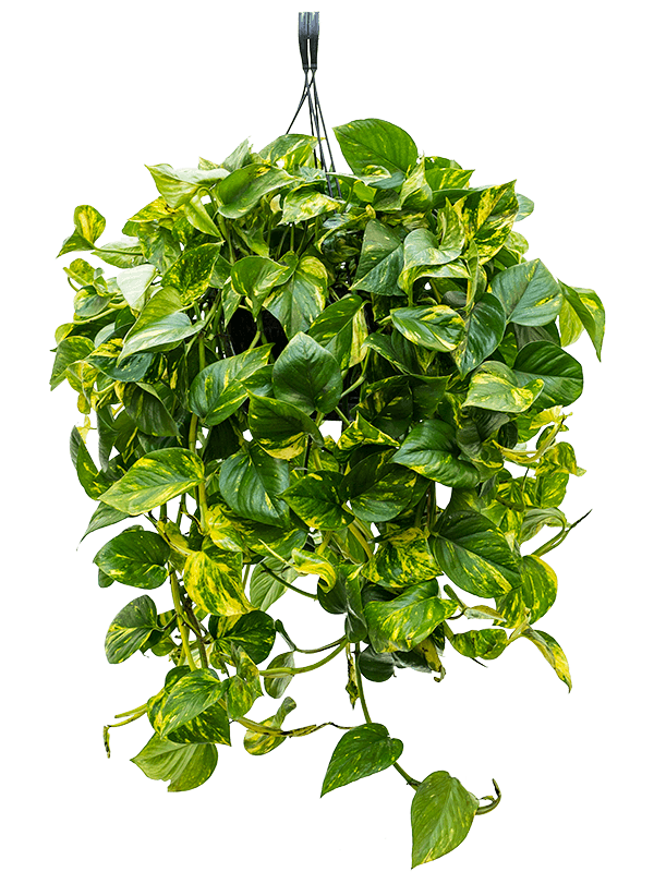 
                  
                    Pothos Scindapsus (Epipremnum) 'Aureum'
                  
                