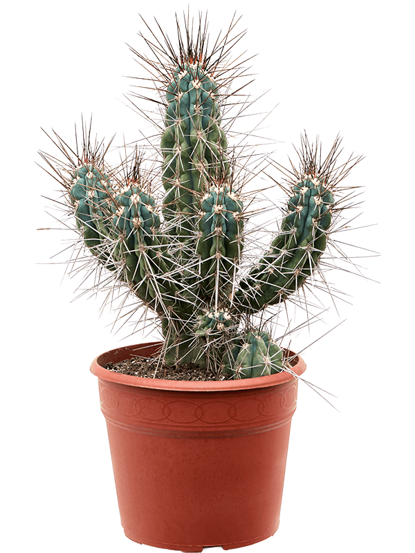
                  
                    Stetsonia coryne ramifié
                  
                