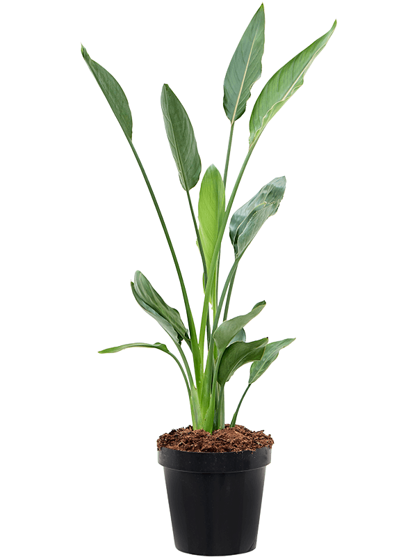 
                  
                    Strelitzia reginae, Oiseaux du paradis
                  
                