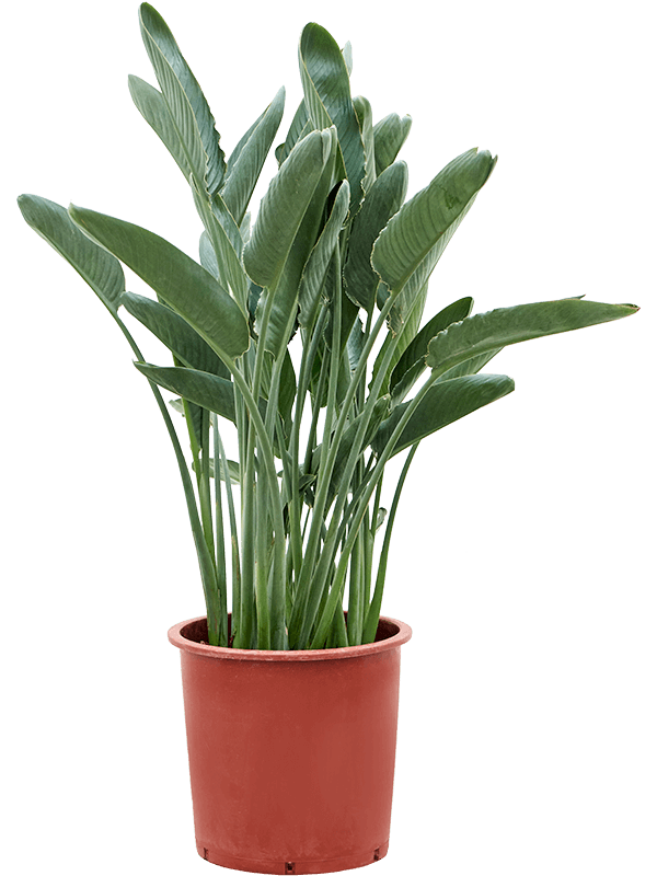 
                  
                    Strelitzia reginae, Oiseaux du paradis
                  
                