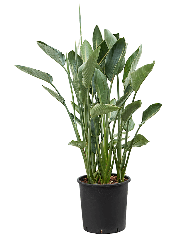 
                  
                    Strelitzia reginae, Oiseaux du paradis
                  
                