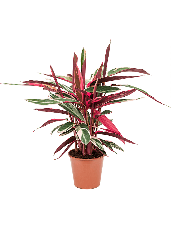 Stromanthe Sanguinea 'Triostar'