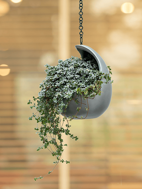 Suspension Baq Gradient Cocoon Matt