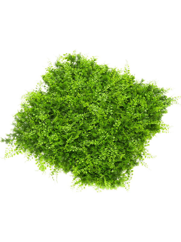 Tapis Fern Juniperus