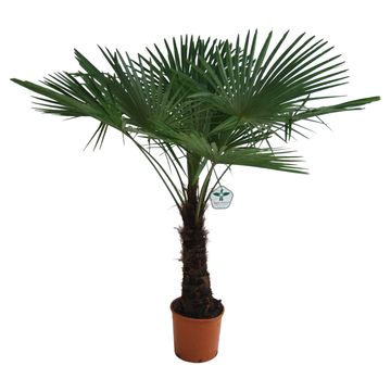 
                  
                    Trachycarpus Fortunei
                  
                
