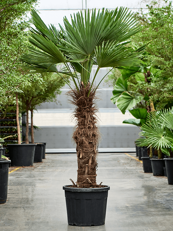Trachycarpus Fortunei