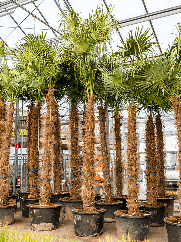 
                  
                    Trachycarpus Fortunei
                  
                